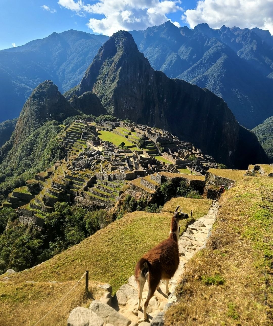 Machu Picchu with a llama in the foreground